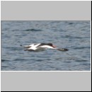 Haematopus ostralegus - Austernfischer 04 Sundermannsee.jpg